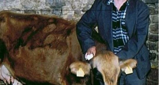 Prodavao meso uginule krave, kućni pritvor za mesara i vlasnika mesare u Kamenici