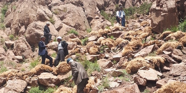 500 ovaca izvršilo samoubistvo skokom sa litice 