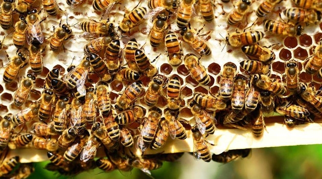 Pčele su proglašene najvažnijim bićima na našoj planeti